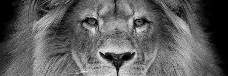 jasmin_avfc's profile banner image