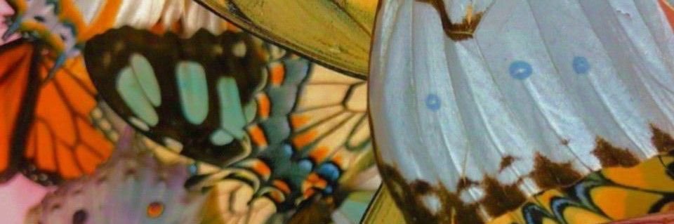 Zahraa banner