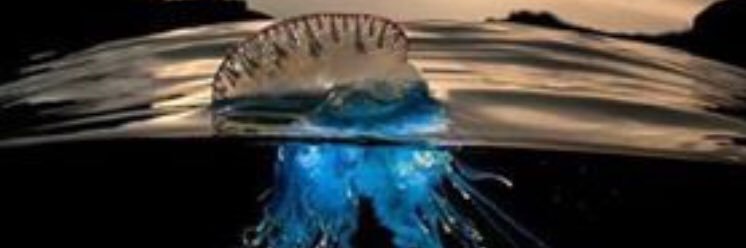 m_aboshosh's profile banner image