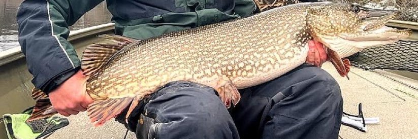 Rick Steepletoe banner