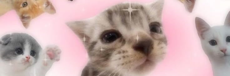 ARRiE ᓚ₍⑅^..^₎♡ banner