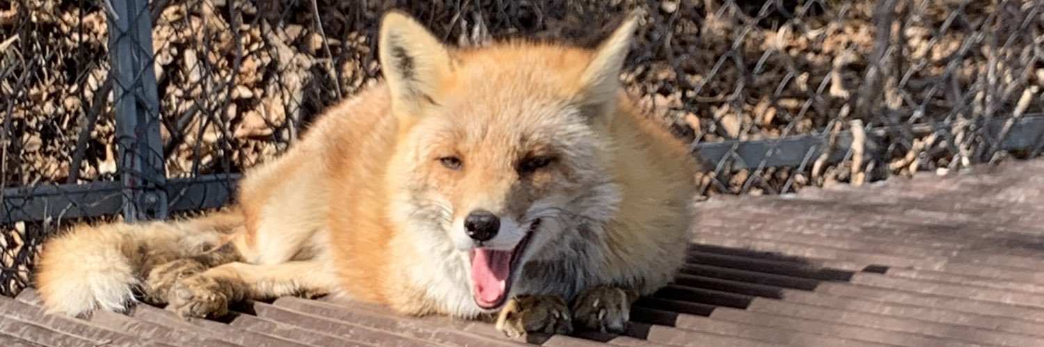 AnAverageAvian's profile banner image