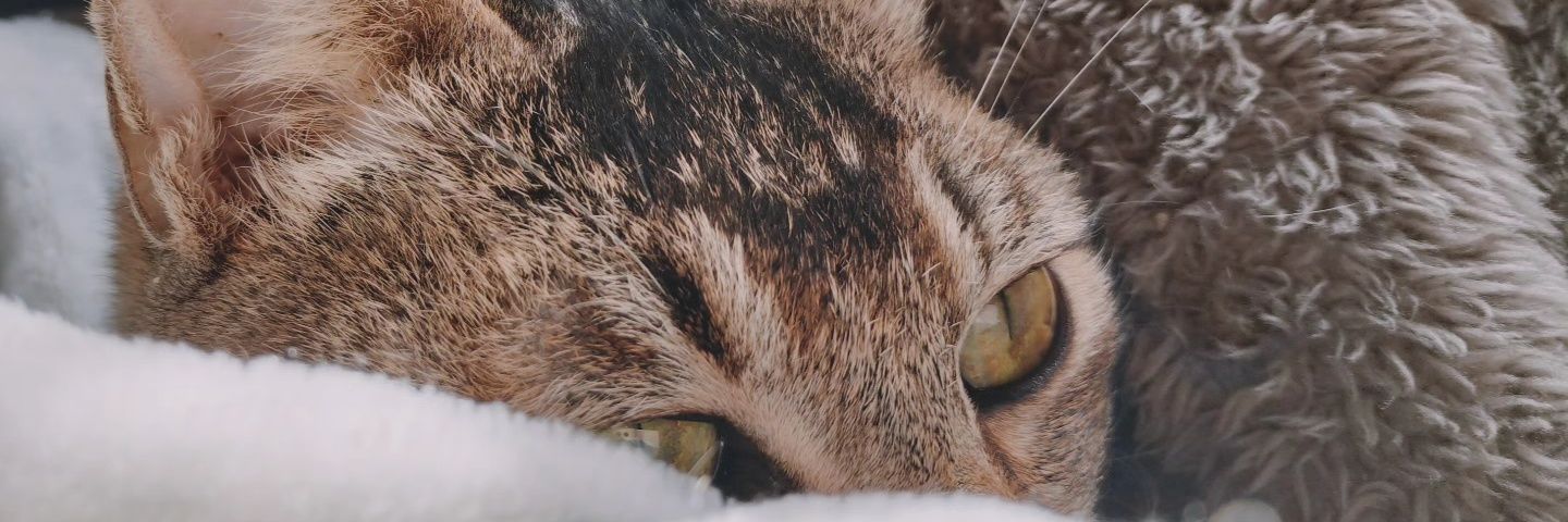 うろく banner