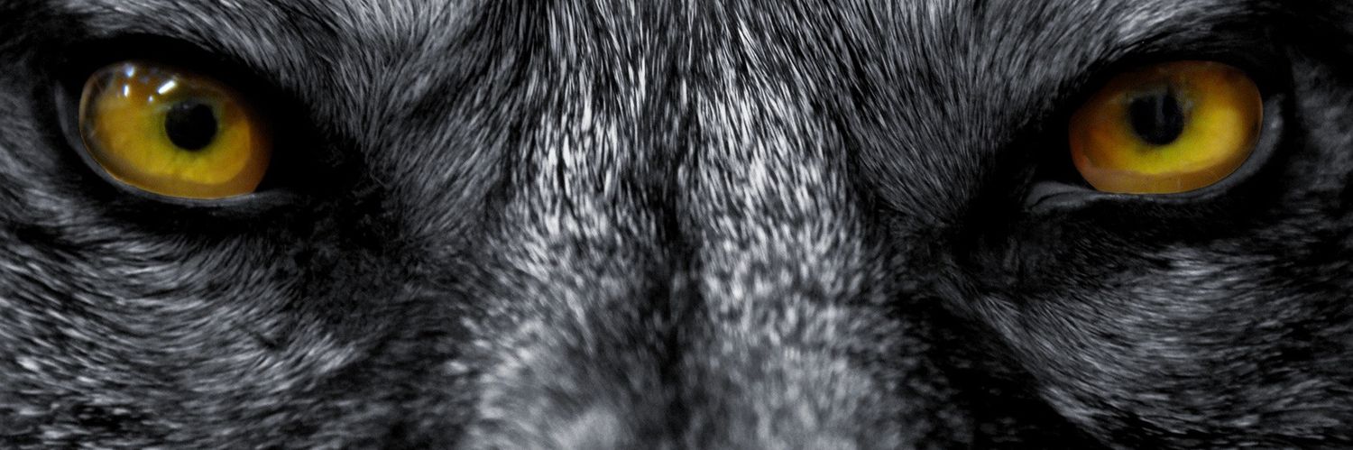 AniestaA's profile banner image