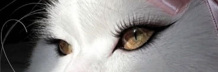 Caaaat_25's profile banner image