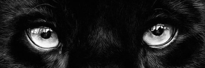 elocarlim's profile banner image
