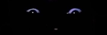 crow detective banner