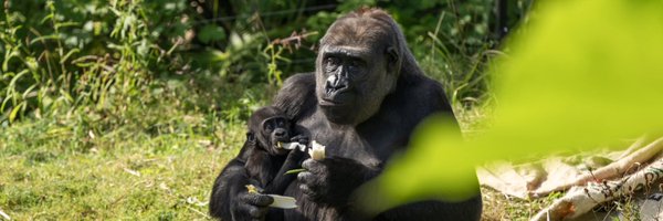 zsllondonzoo Profile Banner