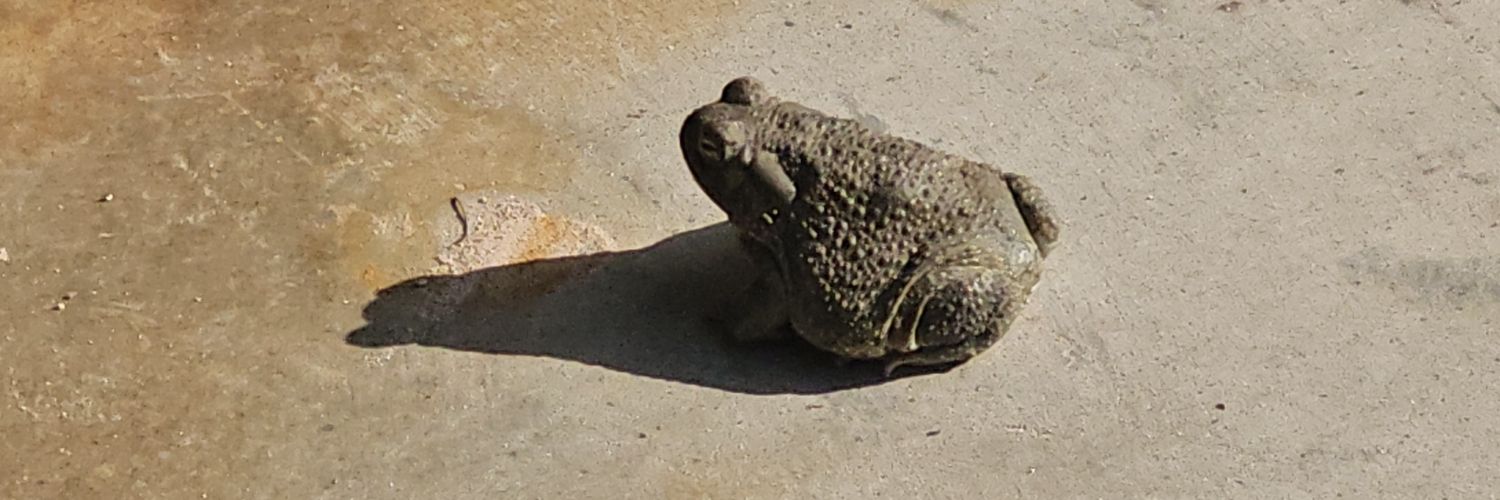 stockypenny's profile banner image