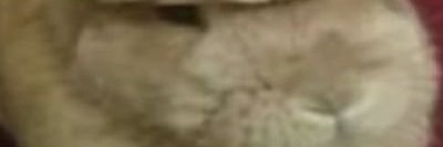 breadlover again banner