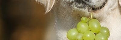 Hazel 🍇 banner