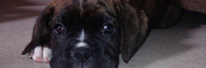 alexgesto's profile banner image