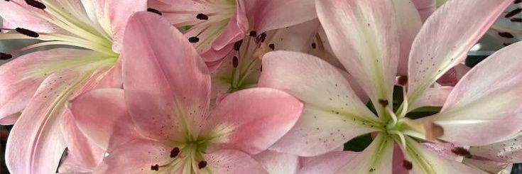 🍒 aeriysh @ after dm or wa di bio ૮ • ﻌ - ა banner