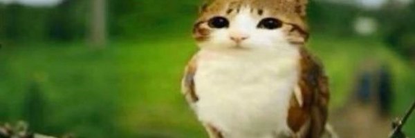 ArysNahh Profile Banner