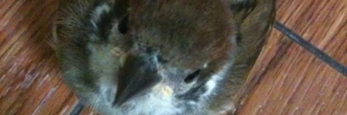 tmybj's profile banner image