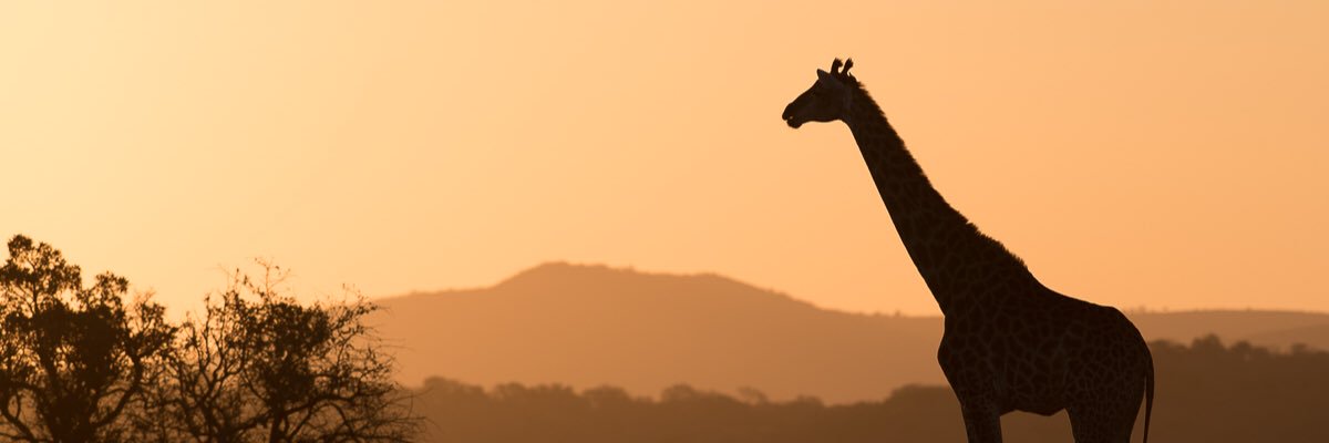 Segal_J's profile banner image