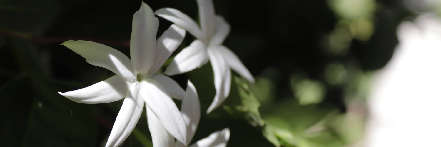 1000dusun's profile banner image