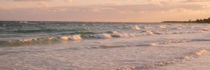 P. banner