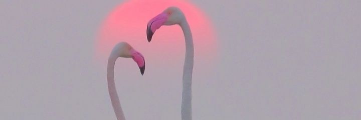 samfuye's profile banner image