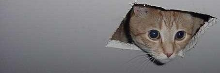 creatura 🔞 banner