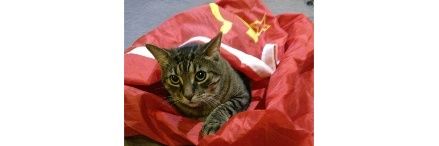 Jai Shree Ram Cat🍁's banner