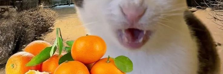 semka banner