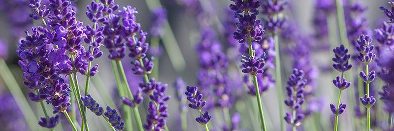Lavender banner