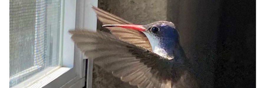 georgina villafaña banner