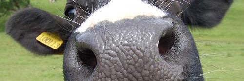 cow6490's profile banner image