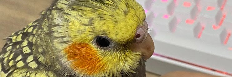 laimagga's profile banner image