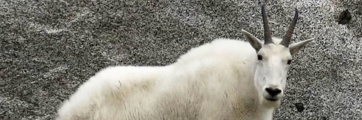 Herrmainee's profile banner image