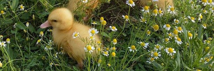 Teddy 🦆🌷 banner