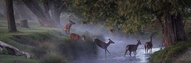 gün banner