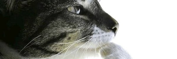 MaggotTheII Profile Banner