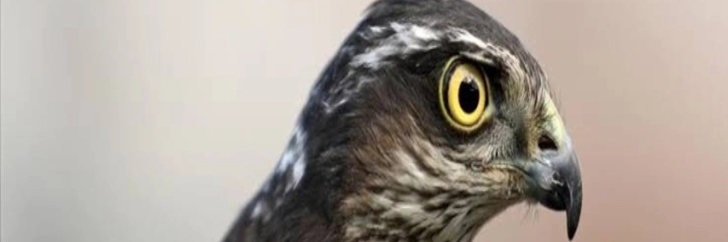 MaviDoctor's profile banner image
