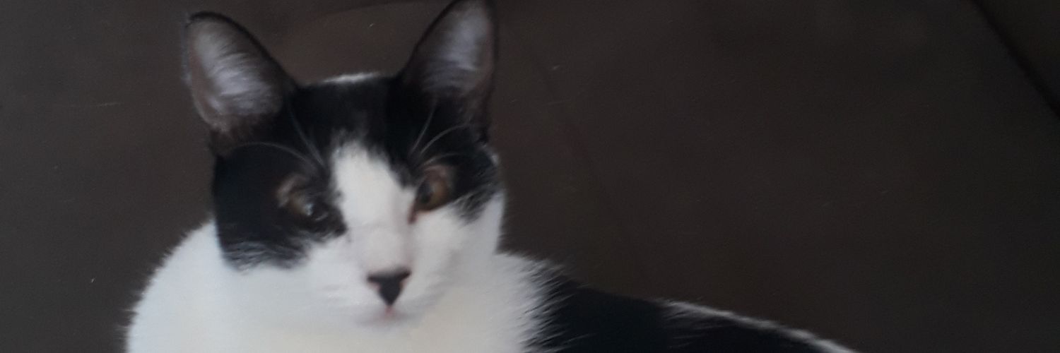 ladycapim's profile banner image