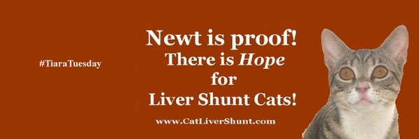 NewttheCat Profile Banner