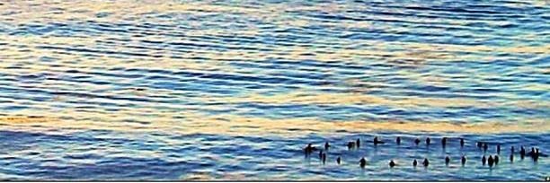 Dr. Lora Taub banner