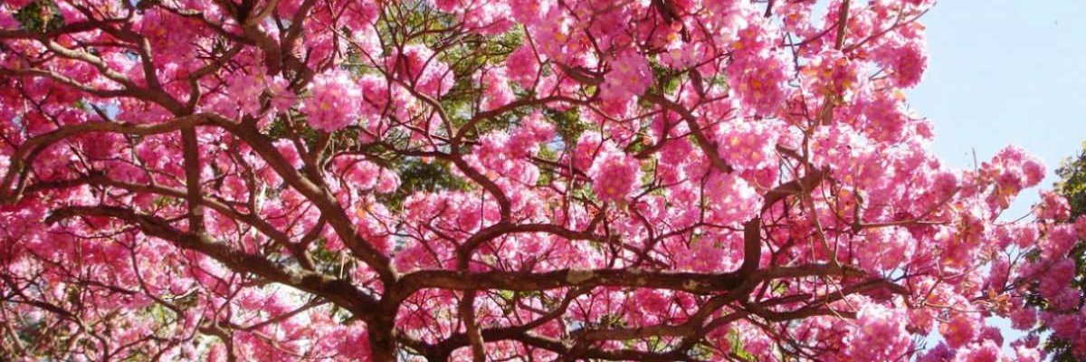 alidomso's profile banner image