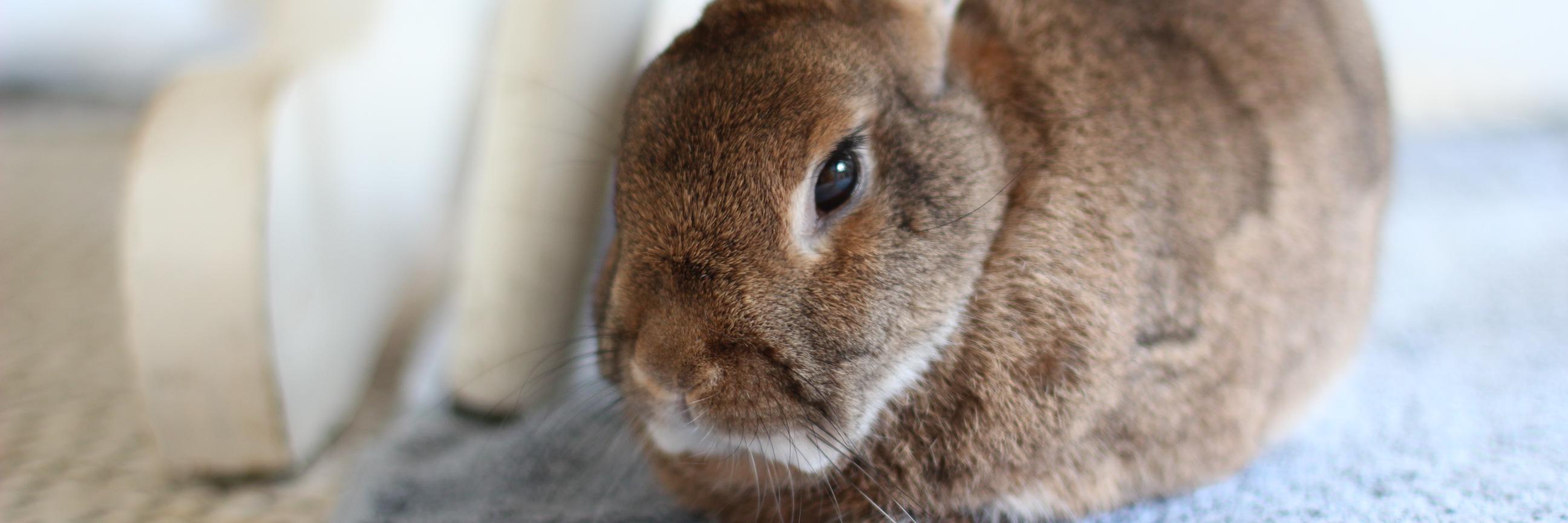 myhouserabbit's profile banner image