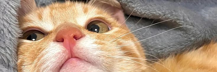 Kayu🦴 banner