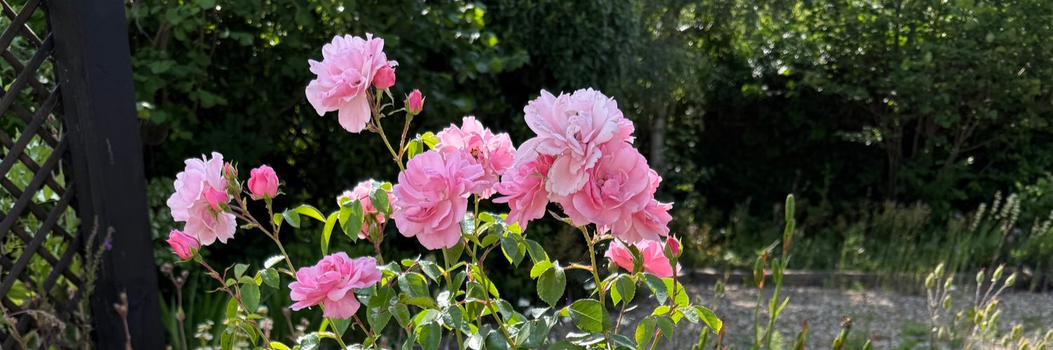 🦋DollysCottageGarden🦋's banner