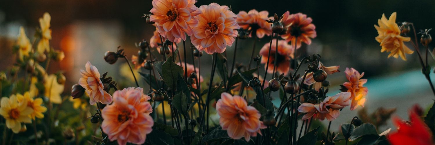 Laras🌿 banner