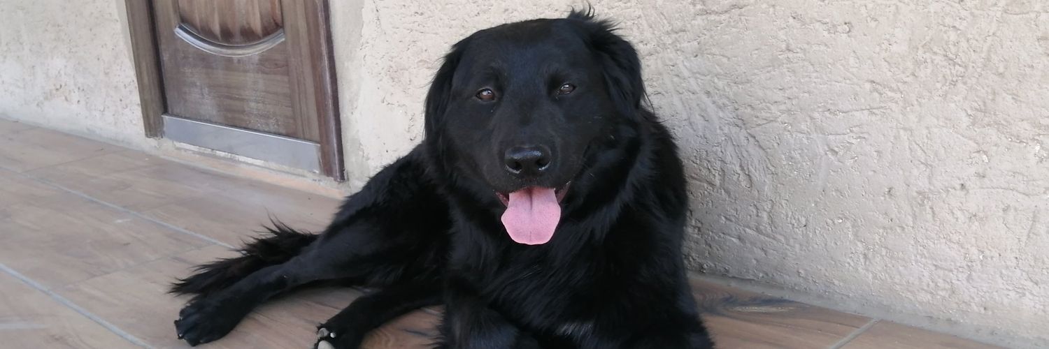 PhumlaShongwe's profile banner image