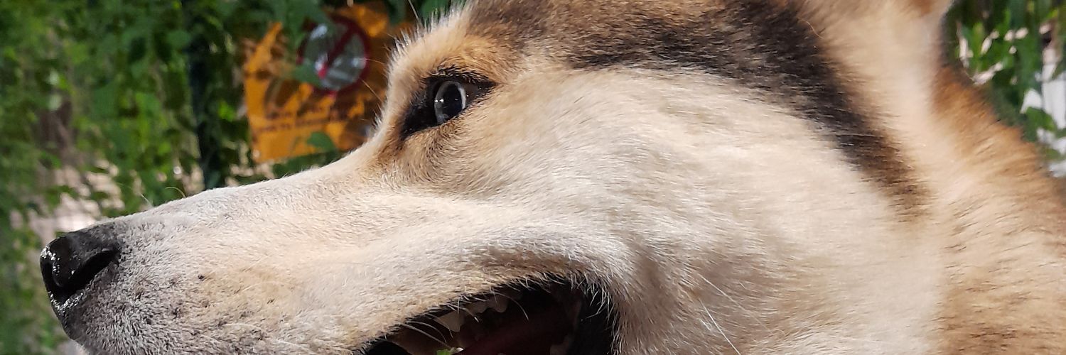 gorkacast's profile banner image
