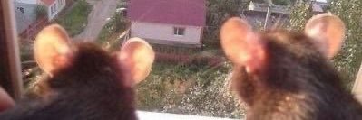 rattiest__'s profile banner image