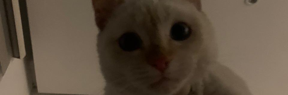 iconicshit444's profile banner image