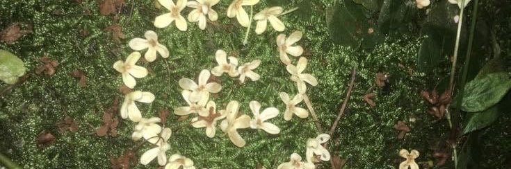 Lee ☭ ☘️ banner