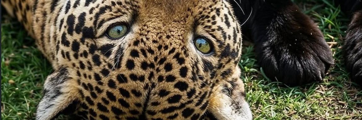 VJngala1998's profile banner image
