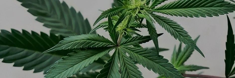 QuestionEverything_ banner